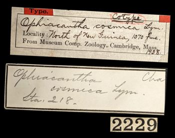 Media type: image;   Invertebrate Zoology OPH-1938 Aspect: labels
